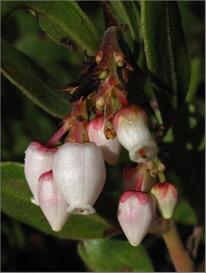 sm 287 Common Manzanita.jpg - Common Manzanita (Arctostaphylos manzanita): True to its’ name, these shrubs were abundant along the trails.